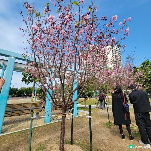 #沉醉櫻花海 #浪漫旅人祭 