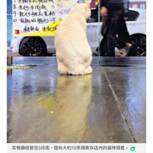 油麻地貓店長茶餐廳將結業 善心女店主不放棄為貓尋領養