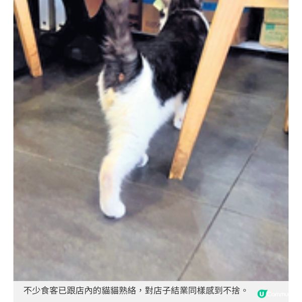 油麻地貓店長茶餐廳將結業 善心女店主不放棄為貓尋領養