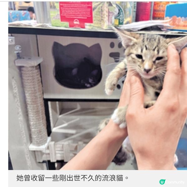 油麻地貓店長茶餐廳將結業 善心女店主不放棄為貓尋領養