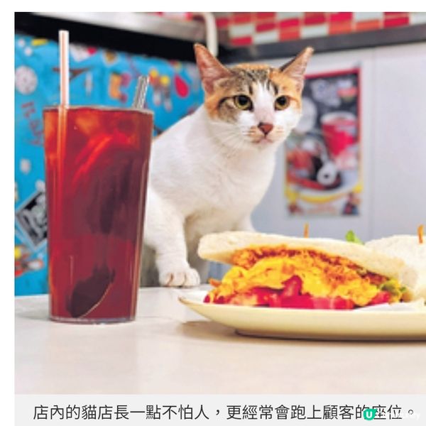 油麻地貓店長茶餐廳將結業 善心女店主不放棄為貓尋領養