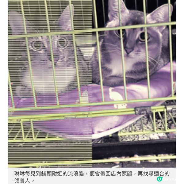油麻地貓店長茶餐廳將結業 善心女店主不放棄為貓尋領養