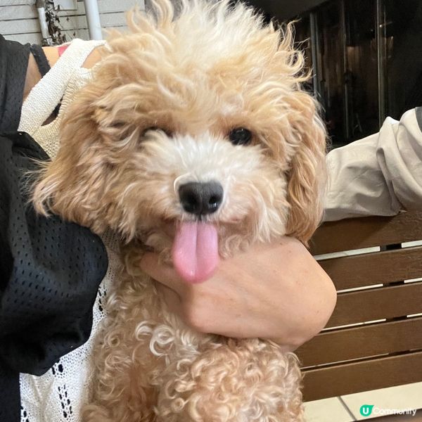 【錦田💕女生嘅大飯堂】照顧女生第二個胃