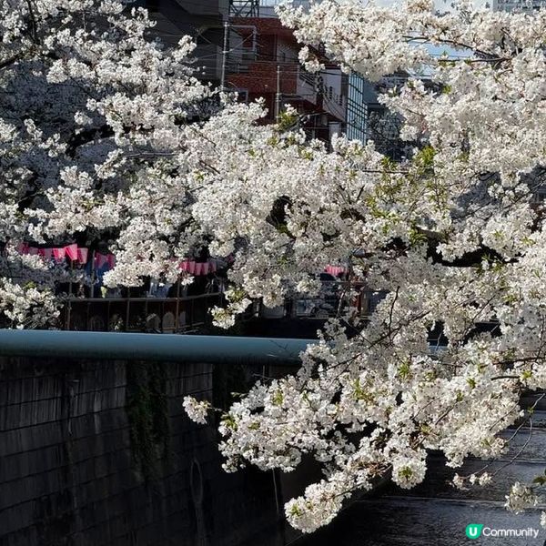 東京賞櫻一定要到的景點