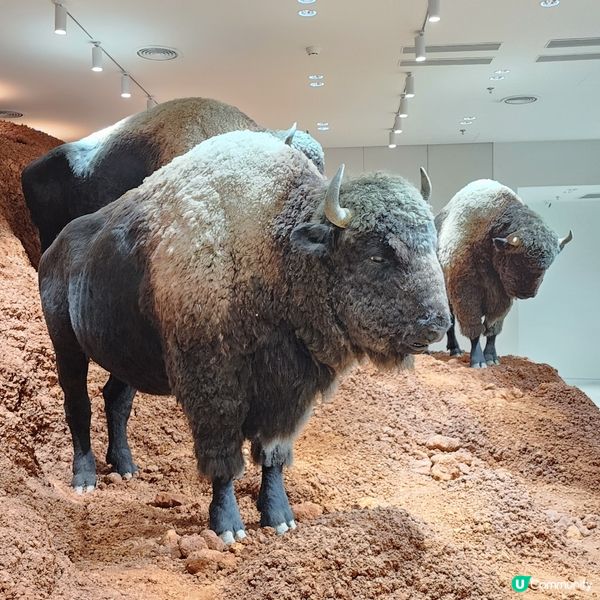 💥深圳巨人展，😱打卡必去‼️🤩不用再預約啦‼️🥰