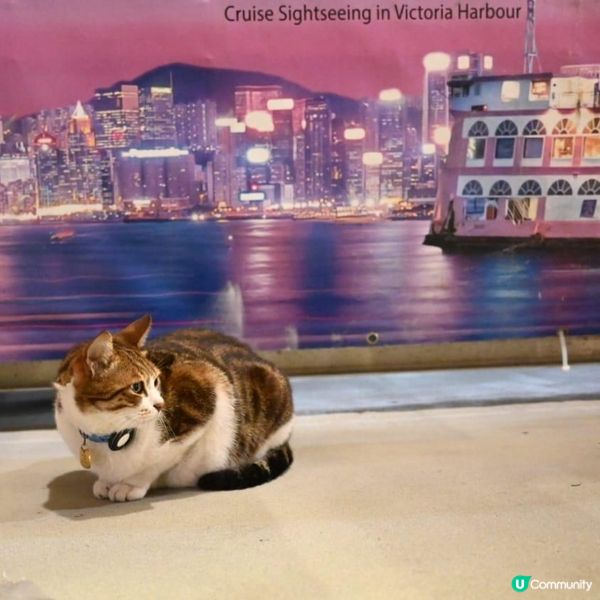 洋紫荊維港遊：美食與夜景的浪漫海上之旅