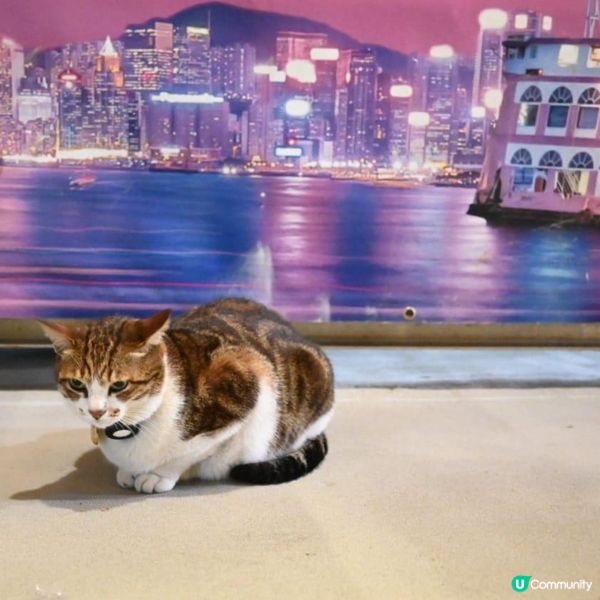 洋紫荊維港遊：美食與夜景的浪漫海上之旅