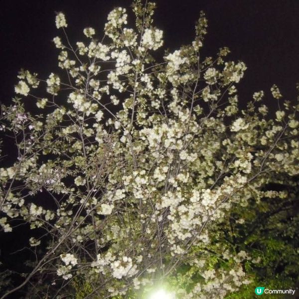 偽日本妹京都賞夜櫻嘆美食