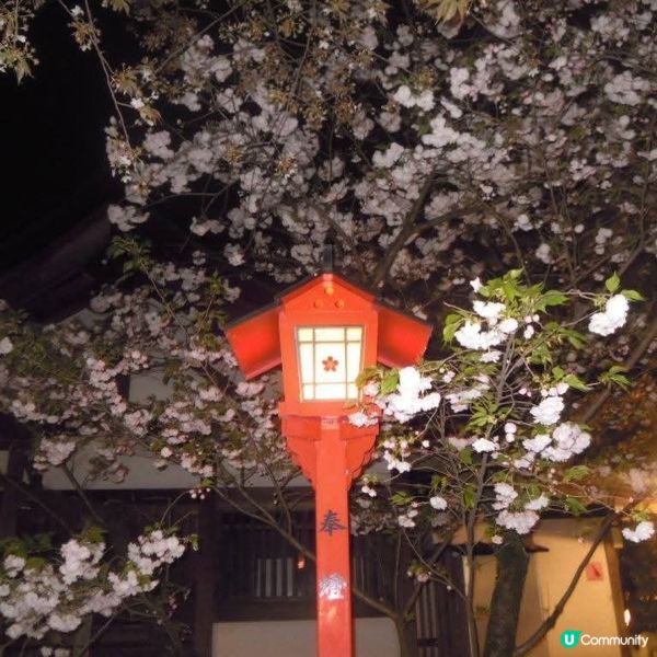 偽日本妹京都賞夜櫻嘆美食