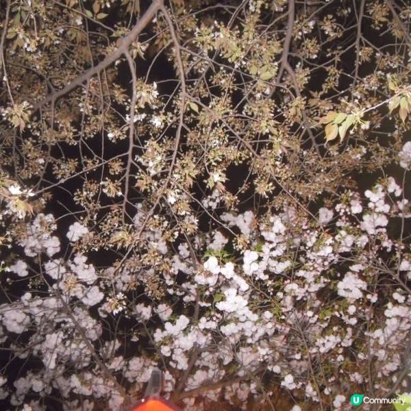 偽日本妹京都賞夜櫻嘆美食