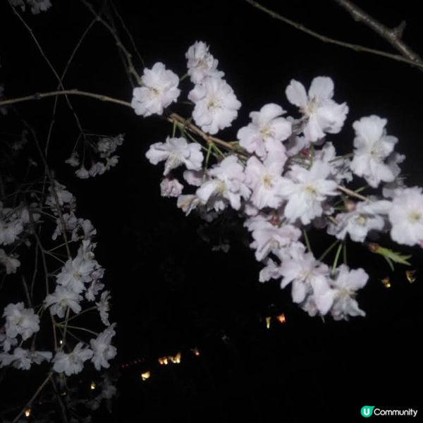 偽日本妹京都賞夜櫻嘆美食