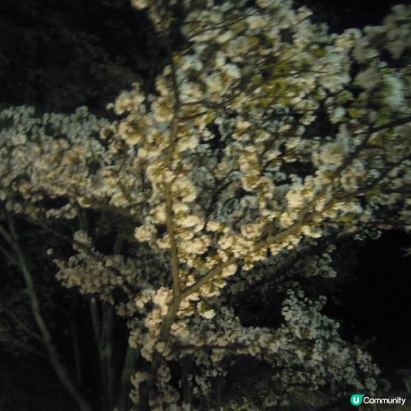 偽日本妹京都賞夜櫻嘆美食