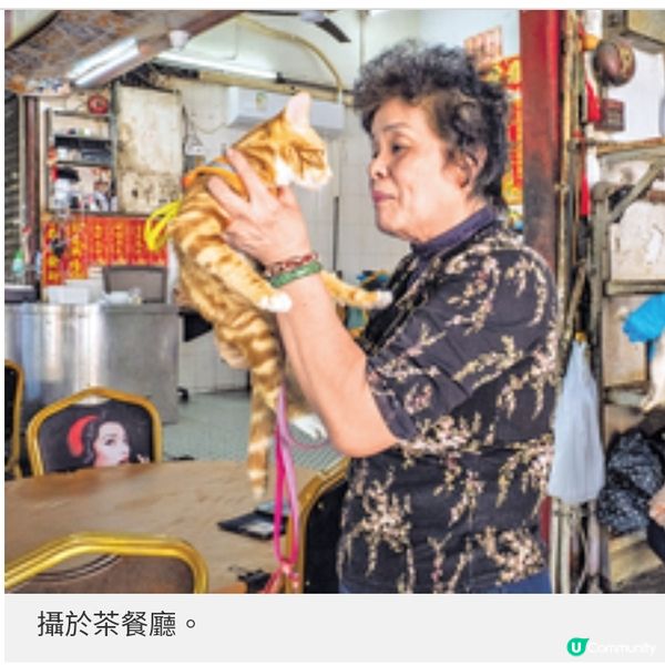 貓奴攝影師沙龍記錄社區 留住人貓瞬間與城市溫度