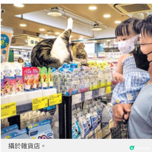 貓奴攝影師沙龍記錄社區 留住人貓瞬間與城市溫度