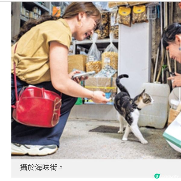 貓奴攝影師沙龍記錄社區 留住人貓瞬間與城市溫度