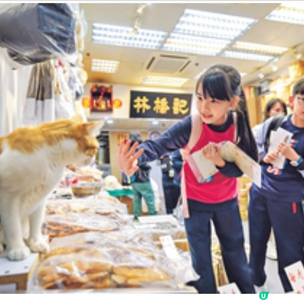 貓奴攝影師沙龍記錄社區 留住人貓瞬間與城市溫度