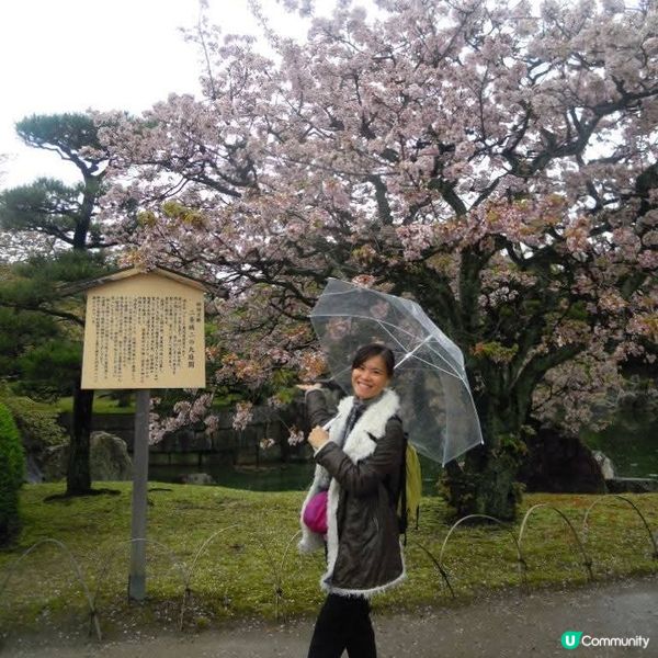 和服甜絲絲雨濛濛賞日櫻