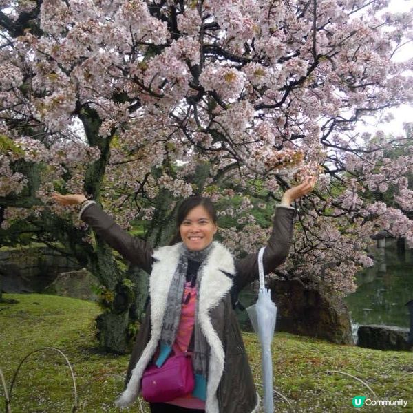 和服甜絲絲雨濛濛賞日櫻