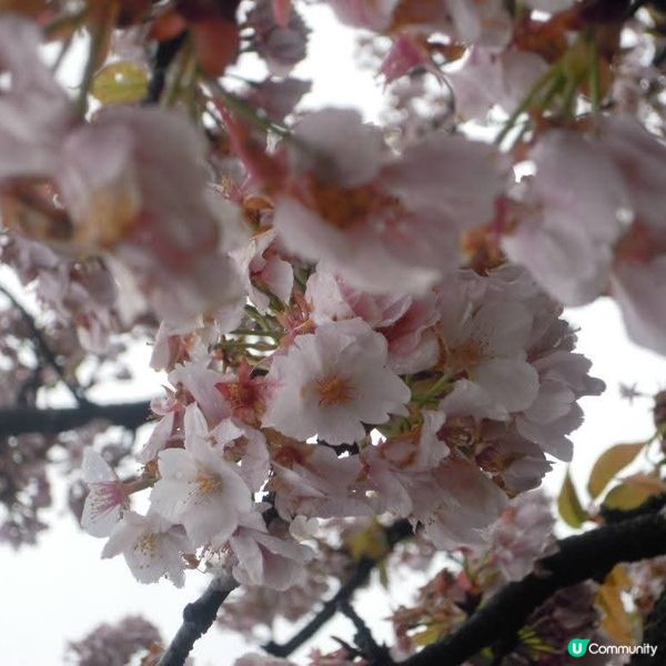 和服甜絲絲雨濛濛賞日櫻