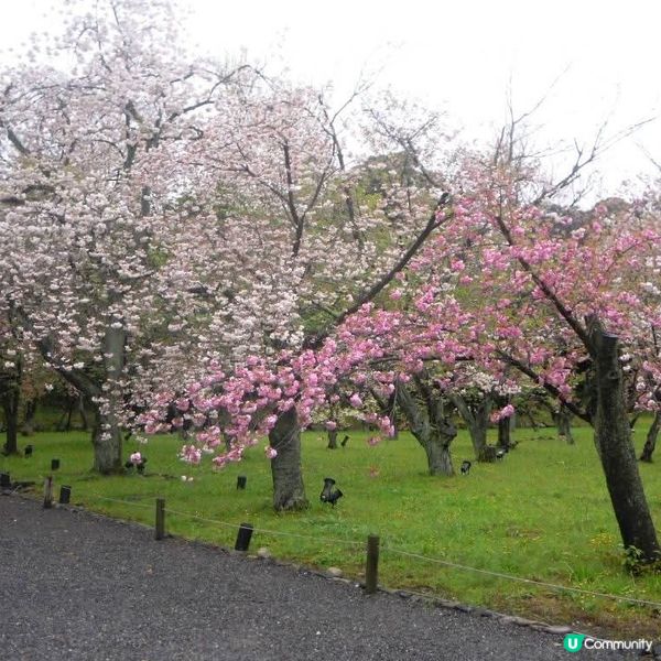 和服甜絲絲雨濛濛賞日櫻