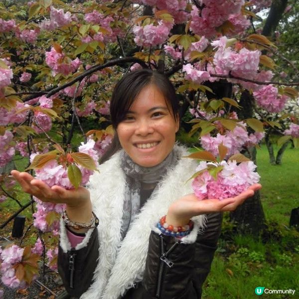 和服甜絲絲雨濛濛賞日櫻