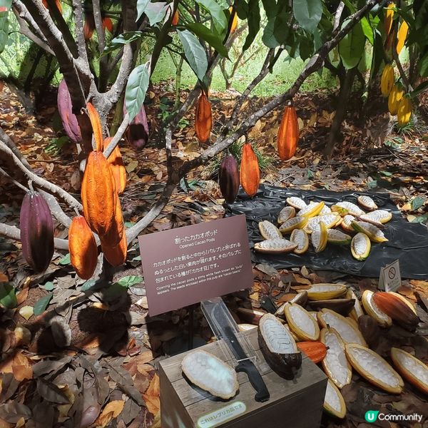 去北海道旅行一定諗起要買 Royce 朱古力! 而家仲可以參...