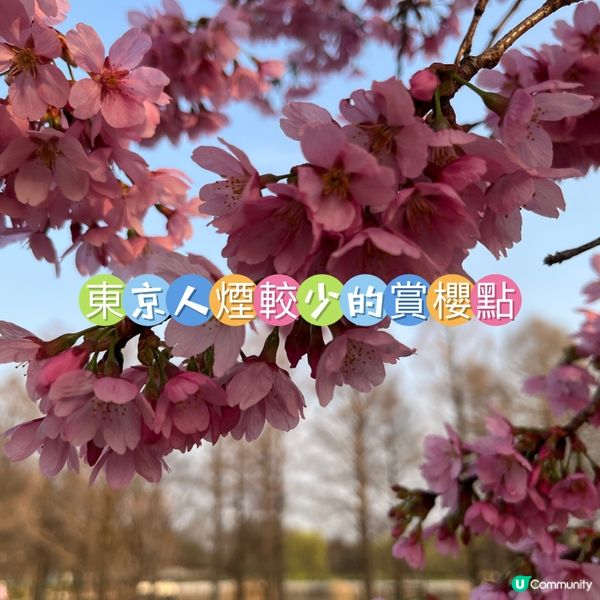 舍人公園人煙較少的賞櫻秘境