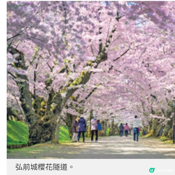 青森4月櫻花初綻4個絕景打卡地