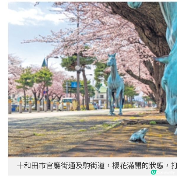 青森4月櫻花初綻4個絕景打卡地