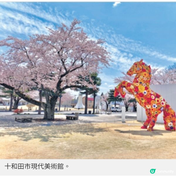 青森4月櫻花初綻4個絕景打卡地