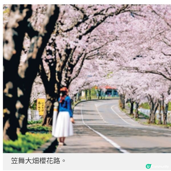 青森4月櫻花初綻4個絕景打卡地