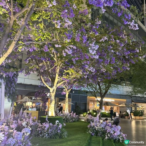 ## 萬象前海🌸春日花海