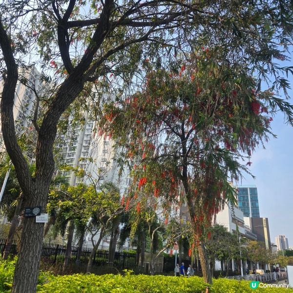 #UCreator #打卡美食 #好去處 #全新景點 #ch...