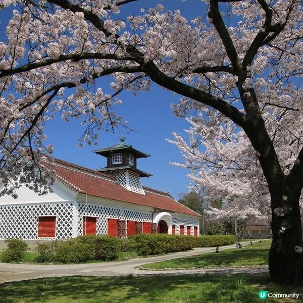 重要文化財產 +新潟賞櫻好去處🌸 