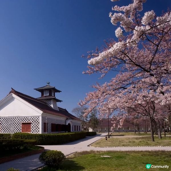重要文化財產 +新潟賞櫻好去處🌸 