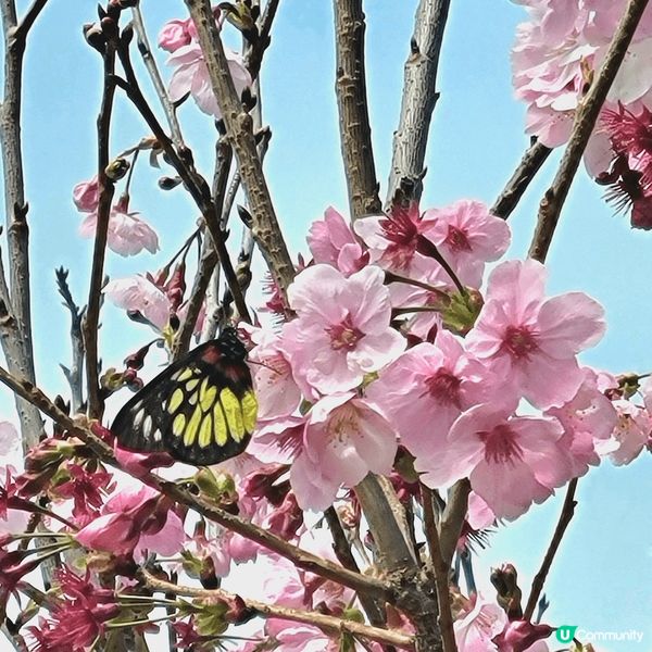 旅行到樱花園打卡，春天樱花開滿園，可以盡情記錄這美麗風景，和...