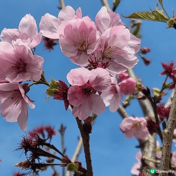 旅行到樱花園打卡，春天樱花開滿園，可以盡情記錄這美麗風景，和...