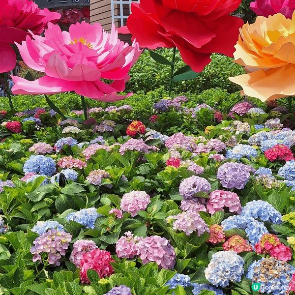 深圳荷蘭花卉公園🌷！一家大細，情侶，朋友都岩去？📸