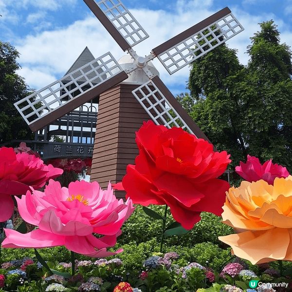深圳荷蘭花卉公園🌷！一家大細，情侶，朋友都岩去？📸