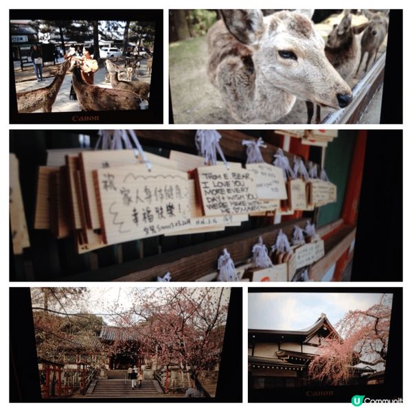 3月 又係日本賞櫻花嘅季節