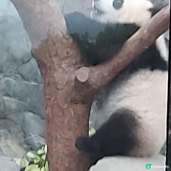 我的生日去同家姐细佬慶祝，原來可先拎飛，但沒留意，只好排隊後...