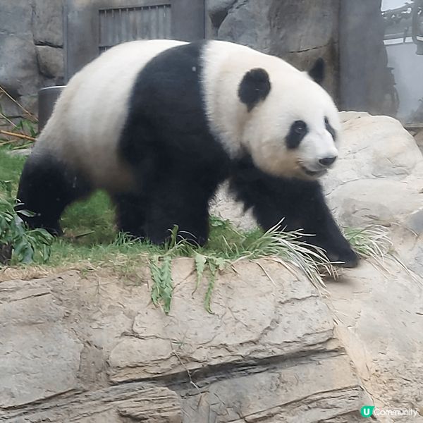 我的生日去同家姐细佬慶祝，原來可先拎飛，但沒留意，只好排隊後...