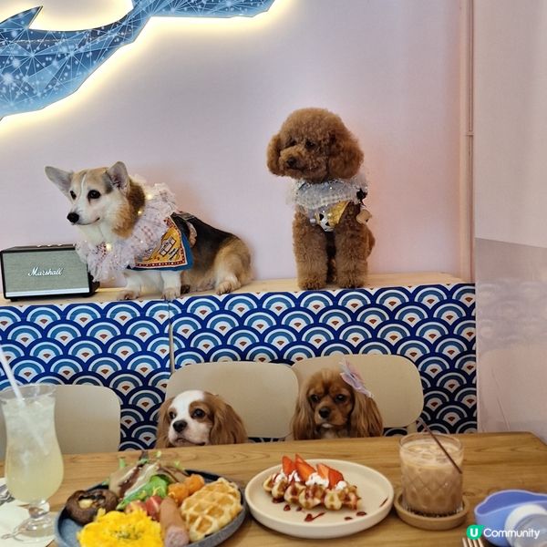 馬灣新店開張啦🥳