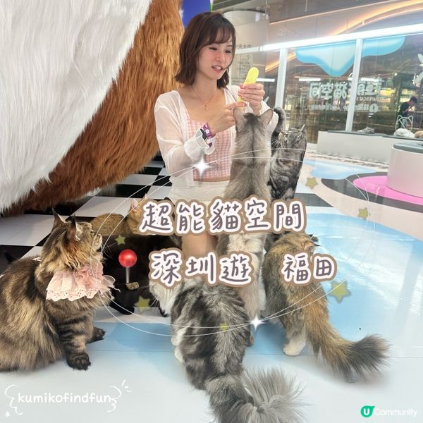 深圳福田超能貓空間🐱  治癒一小時！