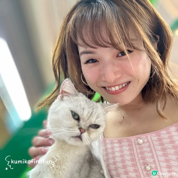 深圳福田超能貓空間🐱  治癒一小時！