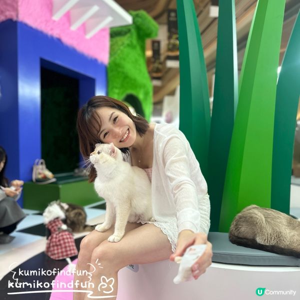 深圳福田超能貓空間🐱  治癒一小時！