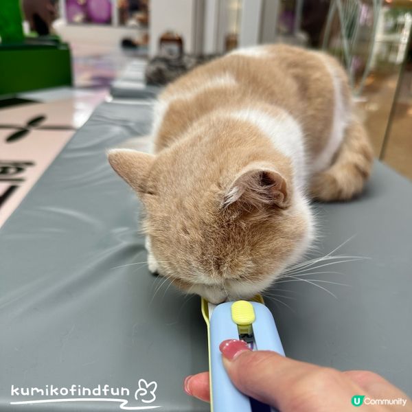 深圳福田超能貓空間🐱  治癒一小時！