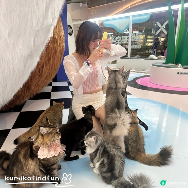 深圳福田超能貓空間🐱  治癒一小時！