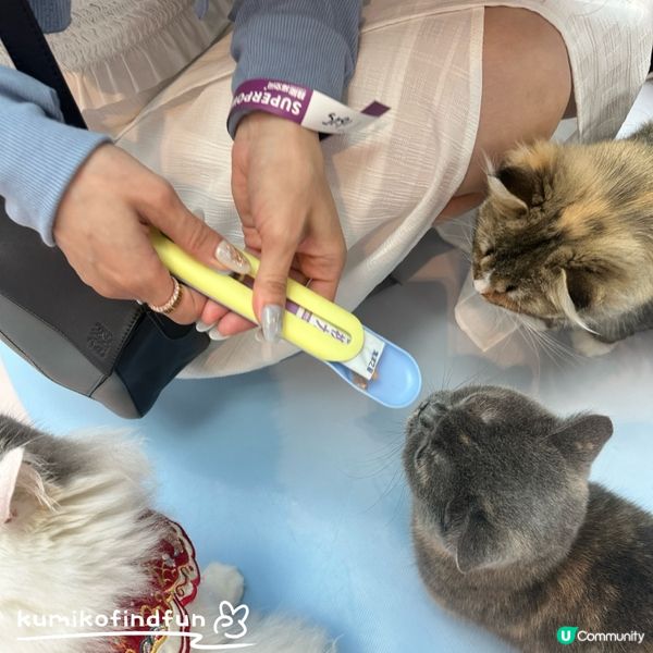 深圳福田超能貓空間🐱  治癒一小時！