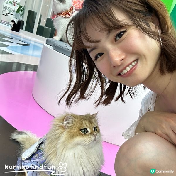 深圳福田超能貓空間🐱  治癒一小時！